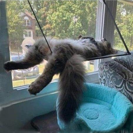 torarelaxtime's tweet photo. Lazy Sunday😸🐾

#HappySunday 
#CatsOfTwitter https://t.co/BhrB042pdY