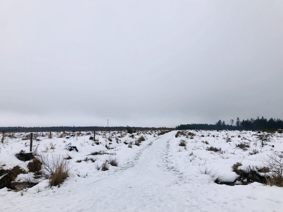 DirkJacobsEU's tweet photo. Finding the first bits of snow of the year at the #SignaldeBotrange plateau alt 694m 🇧🇪 #HautesFagnes #HogeVenen #HohesVenn #Ardennes https://t.co/Qhubiqglns
