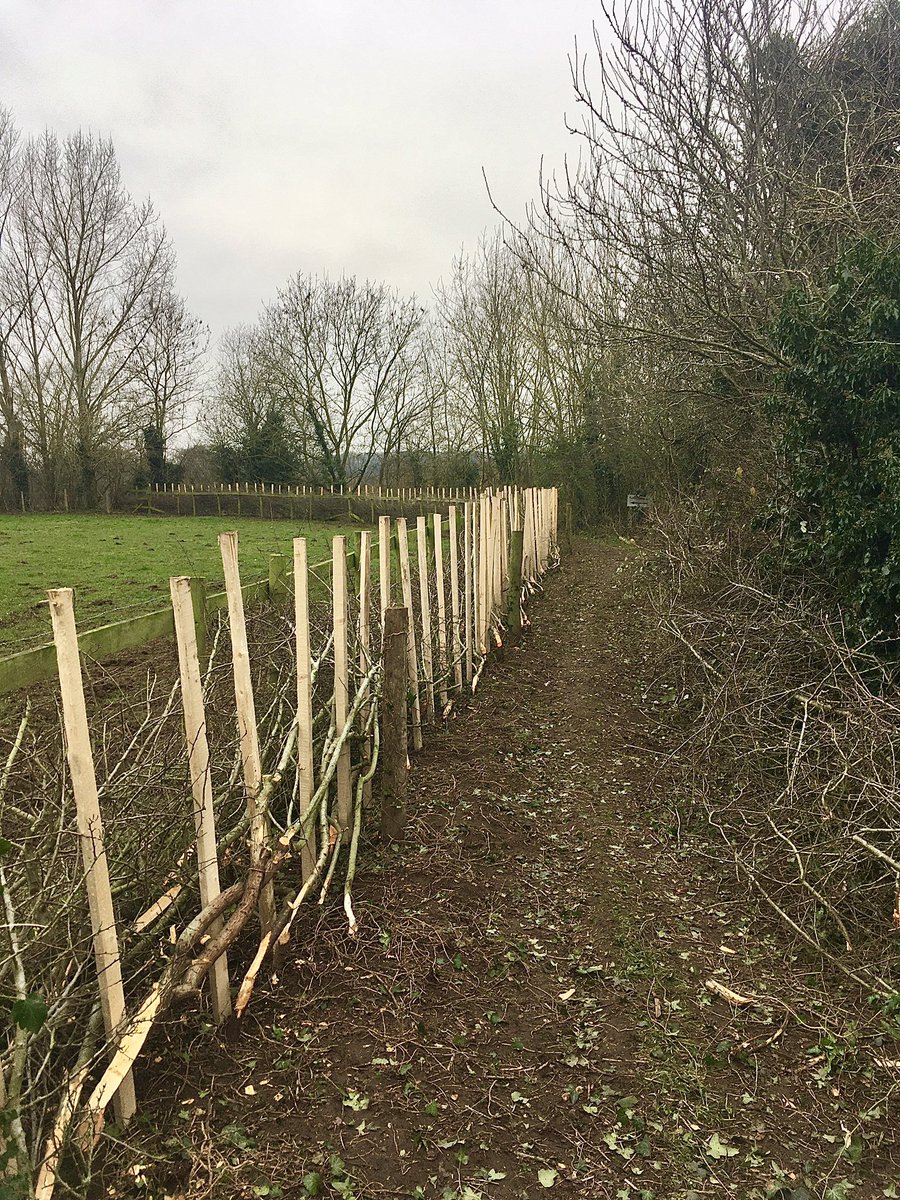 Hedge laid and staked, ready for binding #hedgelaying #farming