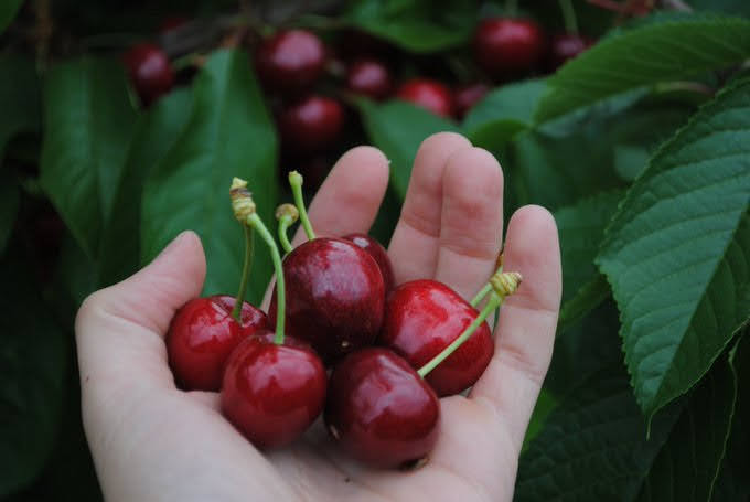 For over 50 years <a href="/RoughwayFarm/">Roughway Farm</a> has been in the same family growing Raspberries, Apples, Plums, Cherries and a variety of Cobnuts. Much more Kentish produce is available on line   More info kfma.org.uk/Roughway_Farm_… #Kent #FarmersMarkets #Shoplocal