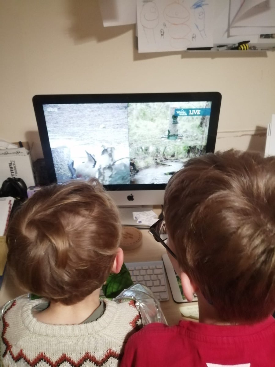 DPellingPhotos's tweet photo. @BBCSpringwatch my boys watching live cameras about 3pm today, saw a Spotted Woodpecker, was it caching food from the feeder? https://t.co/81eJOHqNAH