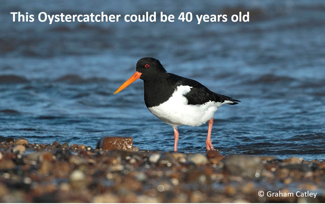 Have you been doing the same coastal @WeBS_UK survey for 30 years? Some of the individual #waders you see this weekend may have been included in your 1992 count ... ... and they won't appear to have aged at all! Longevity in #shorebirds: wadertales.wordpress.com/2018/01/16/wad… #ornithology