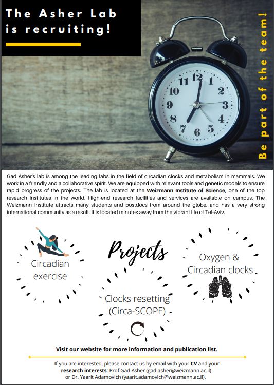 Gad Asher Lab tweet media