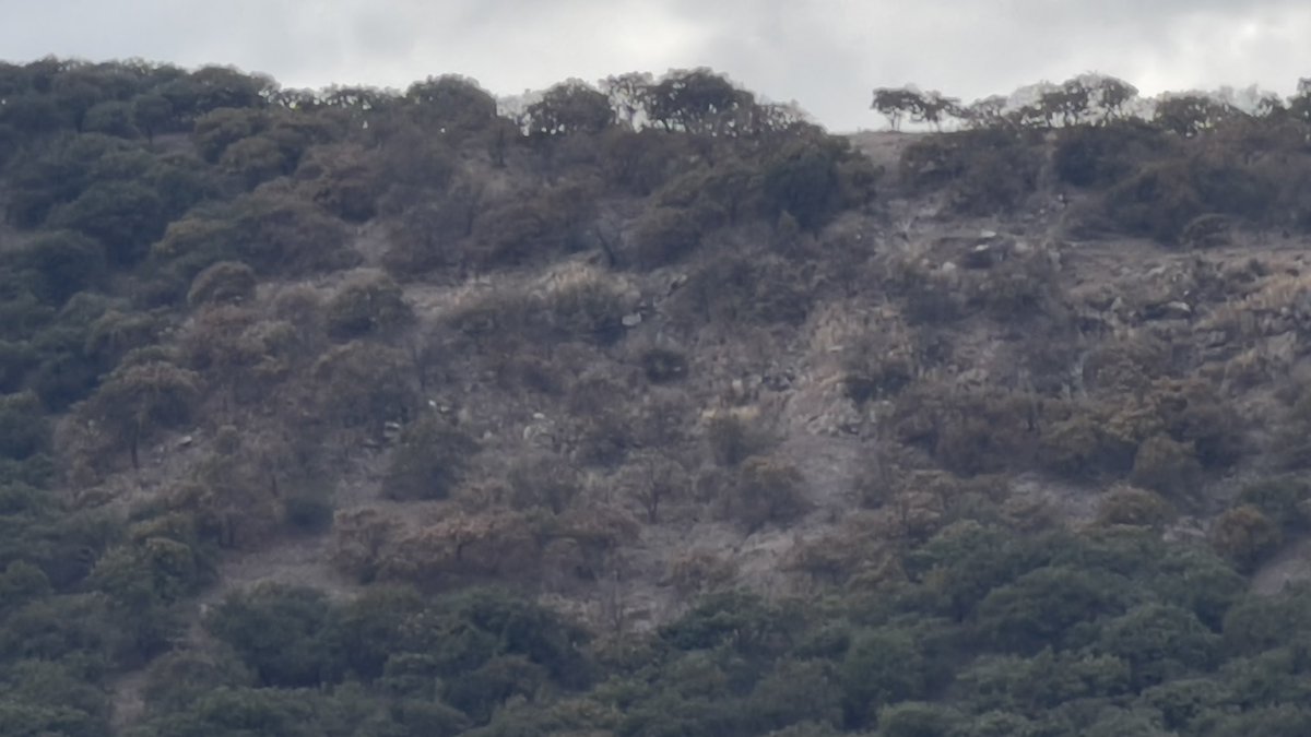 kuikyoscar's tweet photo. #Sierradepenjamo sin medidas de cuidado forestal por parte del gobierno #CORRUPCION #FYP #parati #cadaañoeslomismo #sossierrsdepenjamo @JoeBiden @AnonymusNews_ @lopezobrador_ @M_AmbienteGto @Conabio @cueramaro https://t.co/tuPIpDqemp
