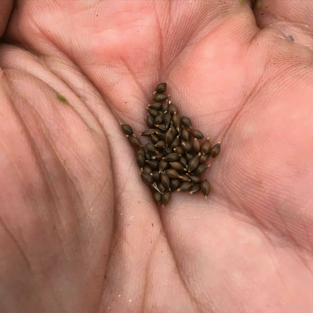Rhizowen's tweet photo. Petite potential? Oryzopsis hymenoides is a perennial #bunchgrass from western North America. Drought tolerant and an important grain for #firstnations in its native range, #indianmillet has already been investigated as a commercial crop. I wonder how it… https://t.co/RtBfKMBzmr https://t.co/pK6lrGwrKA