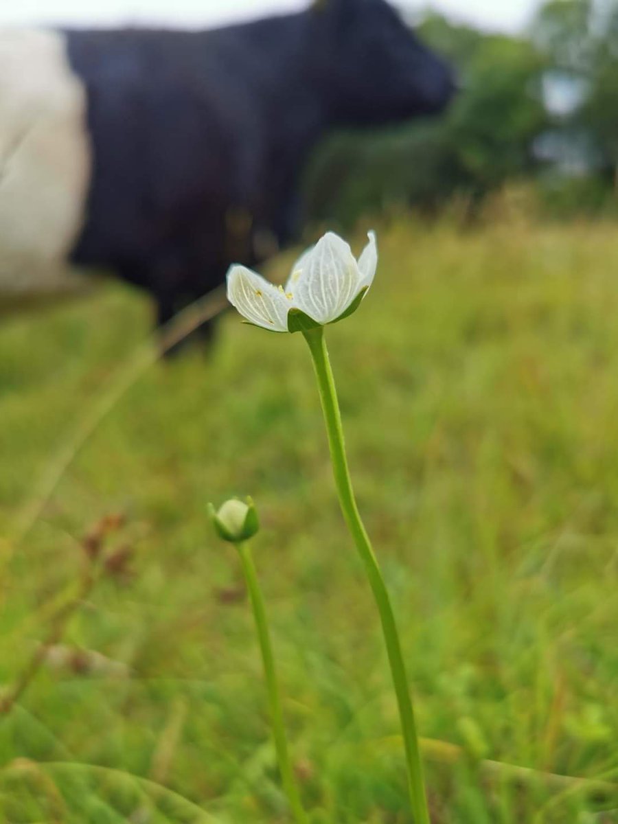 FarmersOfTheUK's tweet photo. @pontcymru is pleased to work in partnership with @PastureForLife. PONT bridges the gap between nature conservation and agriculture, helping to deliver conservation grazing solutions across Wales. https://t.co/Af529HLRQp