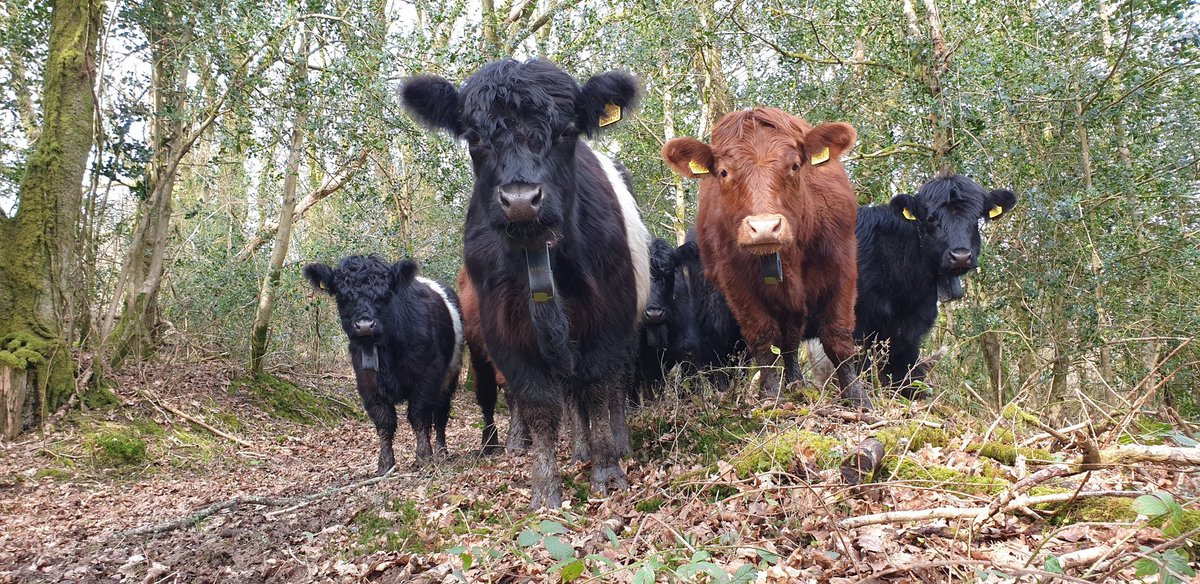 FarmersOfTheUK's tweet photo. @pontcymru is pleased to work in partnership with @PastureForLife. PONT bridges the gap between nature conservation and agriculture, helping to deliver conservation grazing solutions across Wales. https://t.co/Af529HLRQp