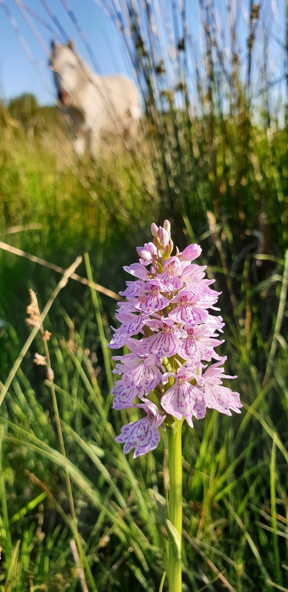 FarmersOfTheUK's tweet photo. @pontcymru is pleased to work in partnership with @PastureForLife. PONT bridges the gap between nature conservation and agriculture, helping to deliver conservation grazing solutions across Wales. https://t.co/Af529HLRQp
