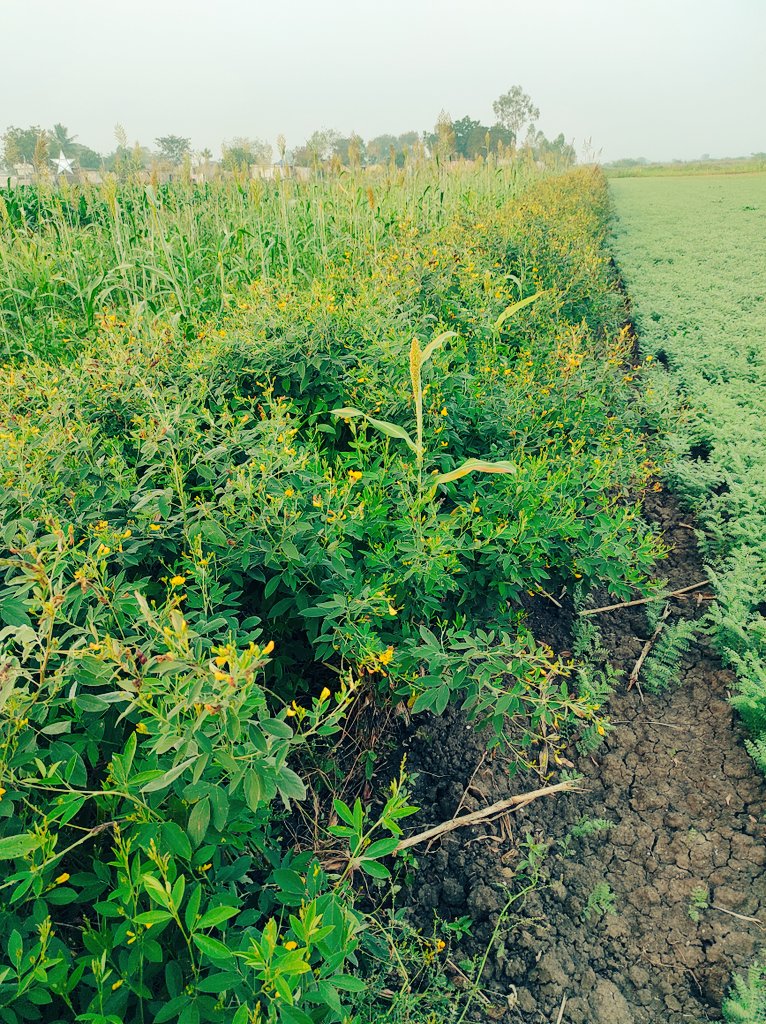 kannaparru's tweet photo. Could we called it as #biodiversity of crops. Jower,Red gram, Bengal gram &amp; mustard crop in field.@CollectorGuntr @agri_goap @APZBNF @NFCoalition @AndhraPradeshCM  @vijaythallam. Crop Protection, food sustainability, farmer happiness 😊.@ap_agriculture @AgriGoI https://t.co/5hvwPUdGdu