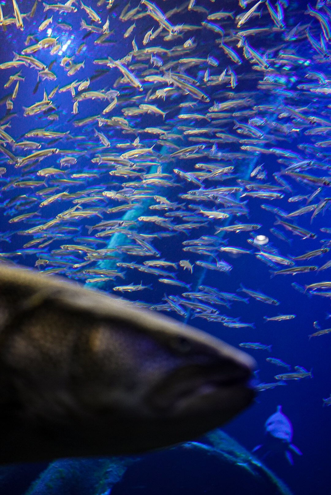 北の大地の水族館 山の水族館 本日イトウ水槽にワカサギを搬入しましたー 期間限定 冬の風物詩の大きな群れで動く姿をお見逃しなく おいしそー T Co Djdutyqkqi Twitter