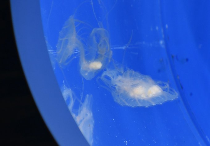 クラゲ 高画質 のtwitterイラスト検索結果 古い順