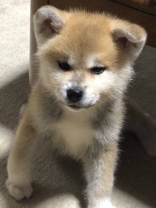 秋田犬のtwitterイラスト検索結果