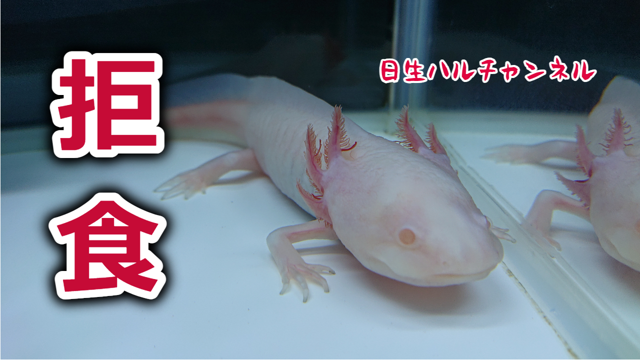 日生ハル ウーパールーパー 高水温かソイルなのかが原因不明で拒食になるウーパールーパー T Co Q74smx019g Youtubeより T Co Vy9dj80clv Twitter