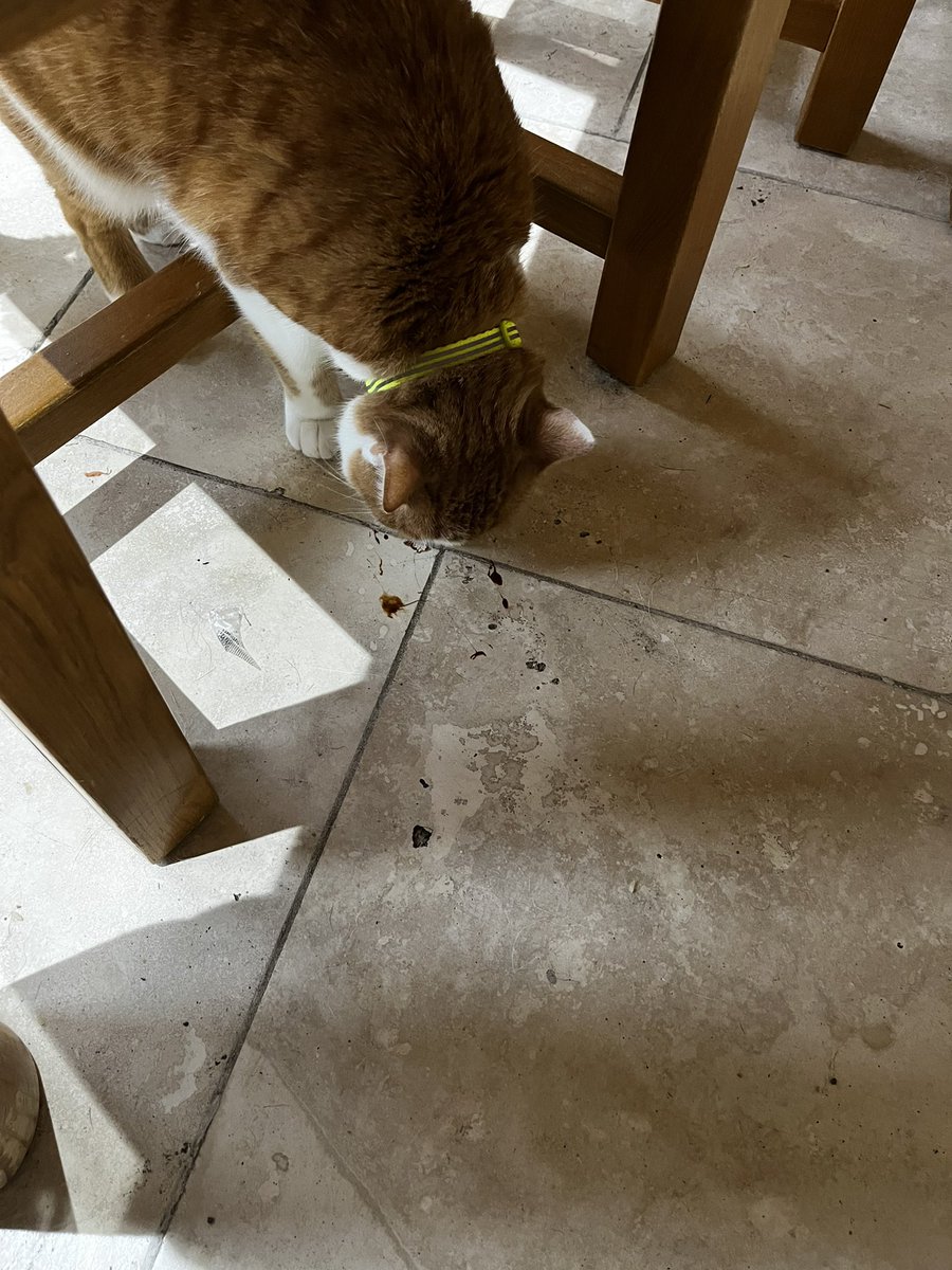 Seems my cat likes marmite, knocked the lid on the floor so he could lick it ! #AdoptDontShop