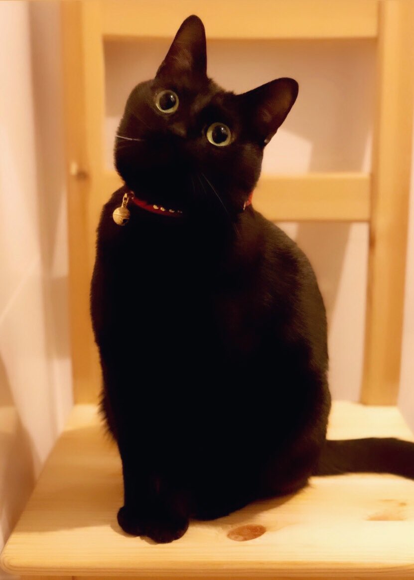黒猫のこねろく あまりにも写真を撮るから本猫もそろそろ自分がモデルだって分かってる T Co Nyv4ilne Twitter