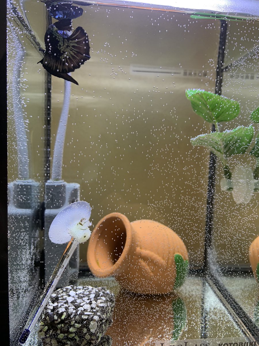 トム 水温計落ちてます 拾って はよ ベタ 熱帯魚 アクアリウム プラカット 水温計落下 T Co X8lxrpzhae Twitter