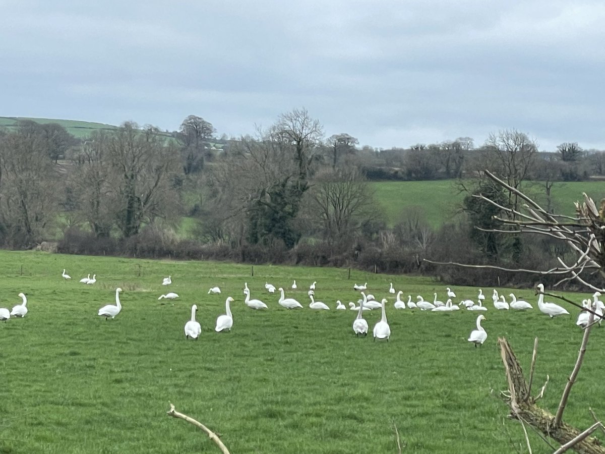 Norma Carr - Raising Vibrations tweet media