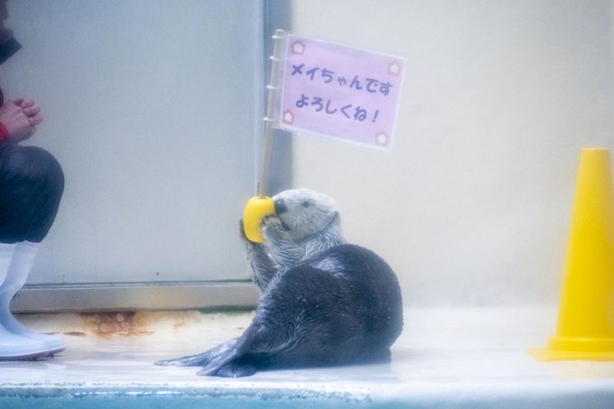 鳥羽水族館のtwitterイラスト検索結果 鳥羽水族館のtwitterイラスト検索結果