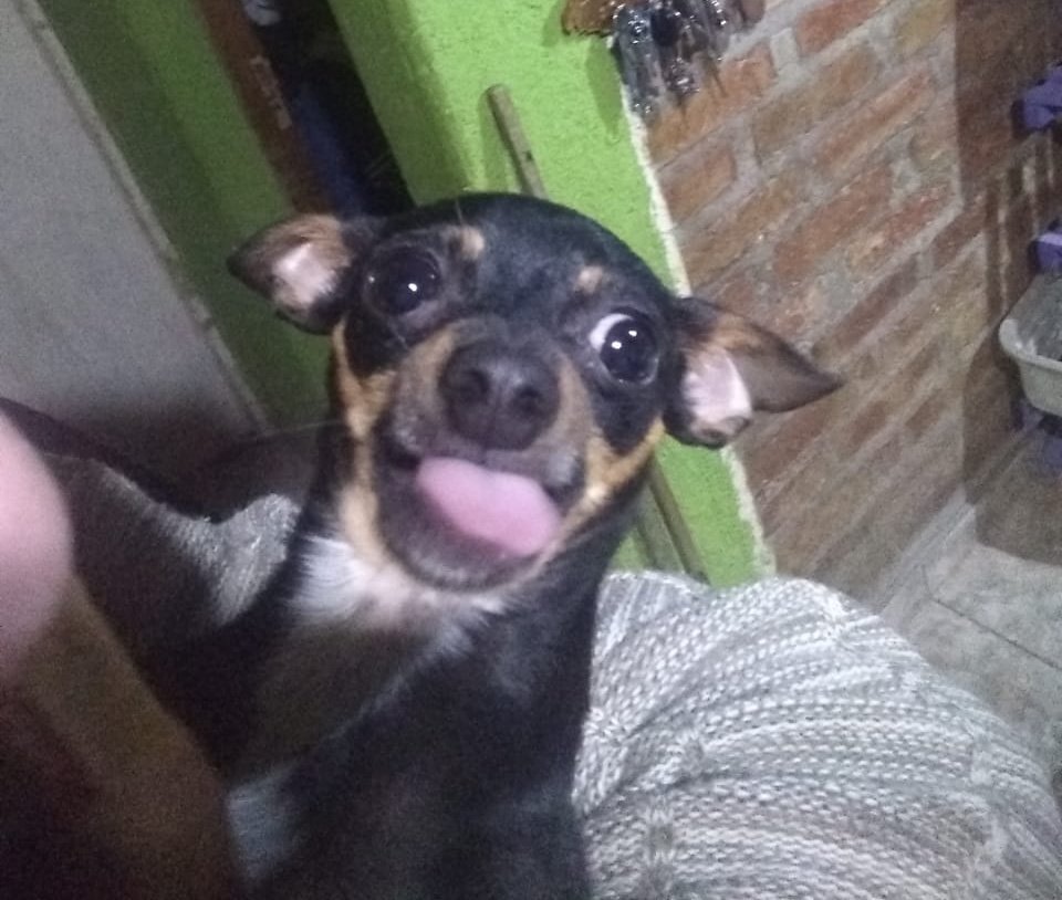 EliiMatus's tweet photo. @TattaLeon #stitch el perro meme https://t.co/esdx5Oqhlq