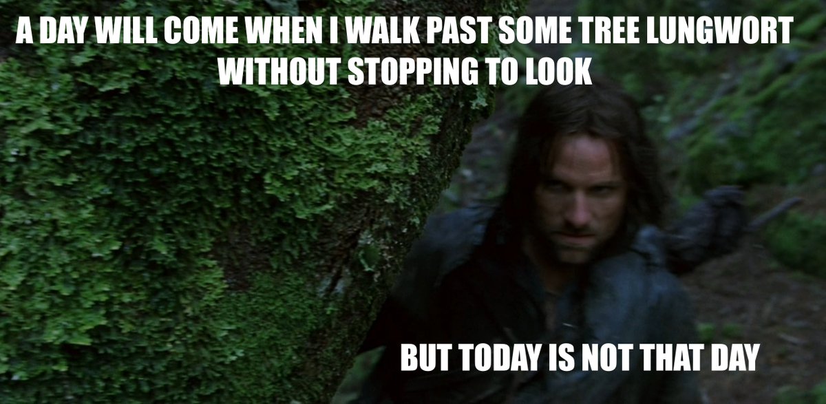 In my ongoing quest to popularise lichens, I must bring it to your attention that there's an excellent patch of Tree Lungwort (Lobaria pulmonaria) in this scene in The Lord of the Rings: The Fellowship of the Ring 🤓