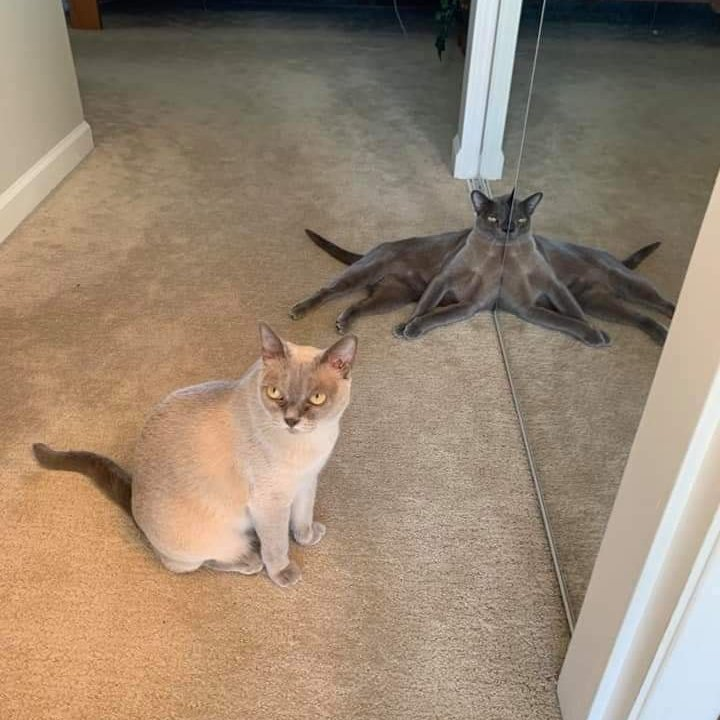 translated cats tweet media