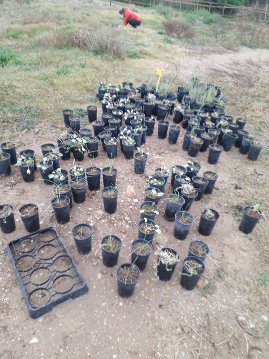 fraconalv's tweet photo. Seguimos en @paradores #Golf #ElSaler con la eliminación de plantas alóctonas y la plantación de las autóctonas en este maravilloso enclave natural.
Gracias a los voluntarios de @xalocmar, a los que ni el mal tiempo echa para atrás.
Gracias Campeones¡¡¡
#ParadoresSostenibles https://t.co/Fc9AOqqDgE