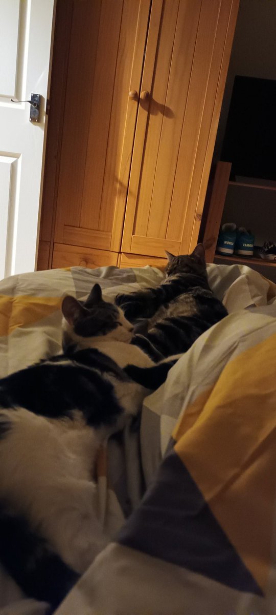fentxn's tweet photo. Early morning Sunday snooze https://t.co/sGvk3ICVXR