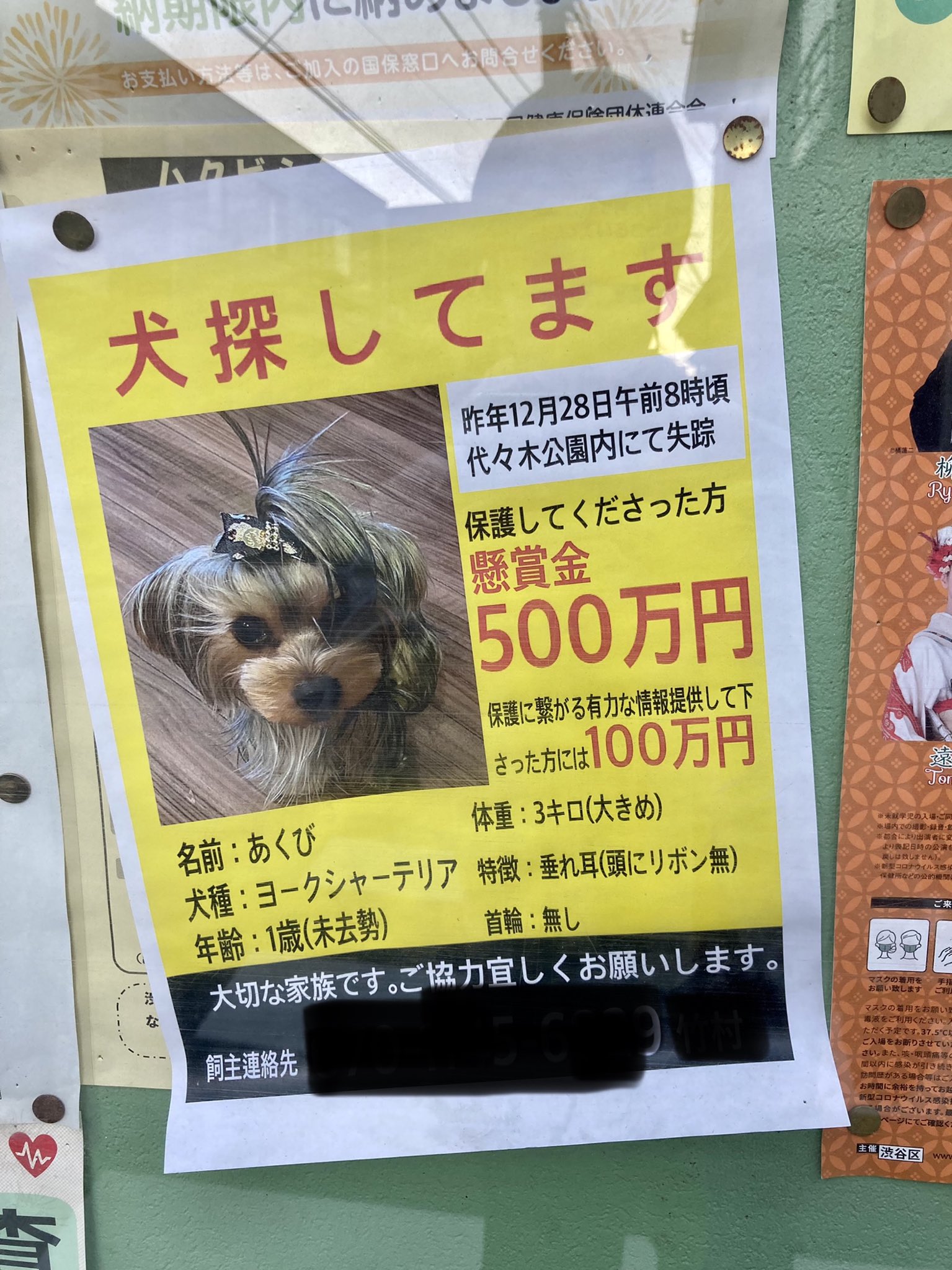 迷子犬保護してくれたら500万円 懸賞金の額がすごいが大切な存在なのは間違いない 話題の画像プラス