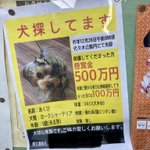 迷子犬保護してくれたら500万円!懸賞金の額がすごいが大切な存在なのは間違いない。