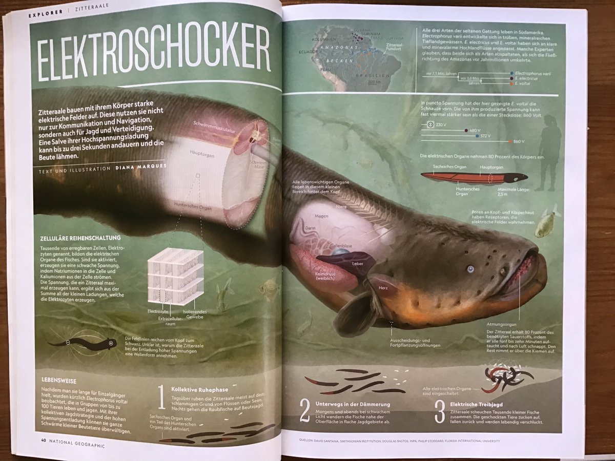 Very cool seeing some our new finds on #ElectricEel #Zitteraale ⚡️on German issue 🇩🇪@NatGeoMag ⚡️  Illustration and text <a href="/diana_c_marques/">Diana Marques</a>