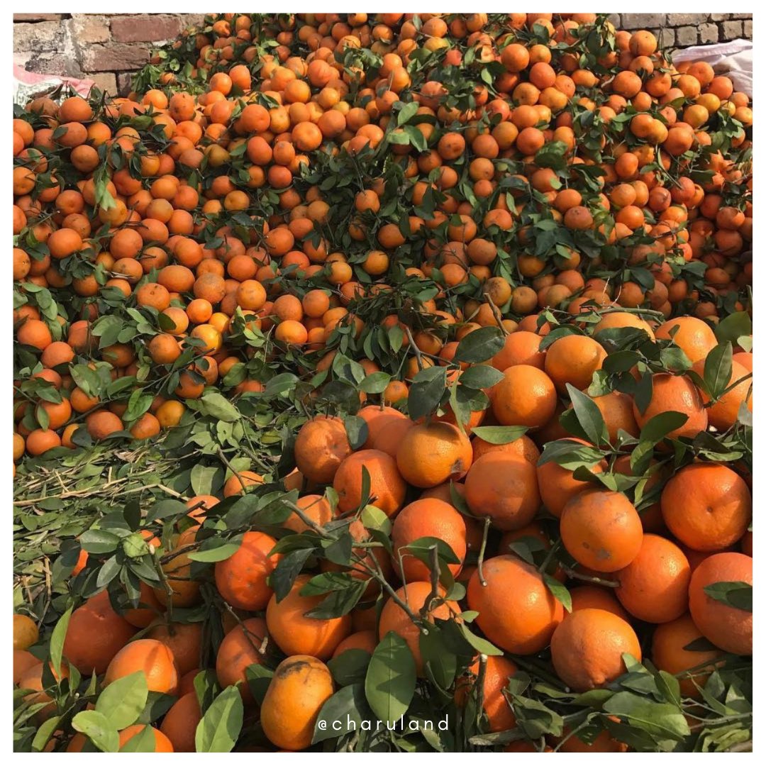 DestinationsPk's tweet photo. Sunny winters in #Pakistan yield a large variety of citrus fruits. 
The juicy #kinnows are an essential part of enjoying winter as they become a staple during chilly nights. 🍊

📍Bedian, Punjab
📸 charuland on IG. 

#DestinationsPk #DiscoveringDestinations #TravelAcrossPakistan https://t.co/Y0CJTBVWlv