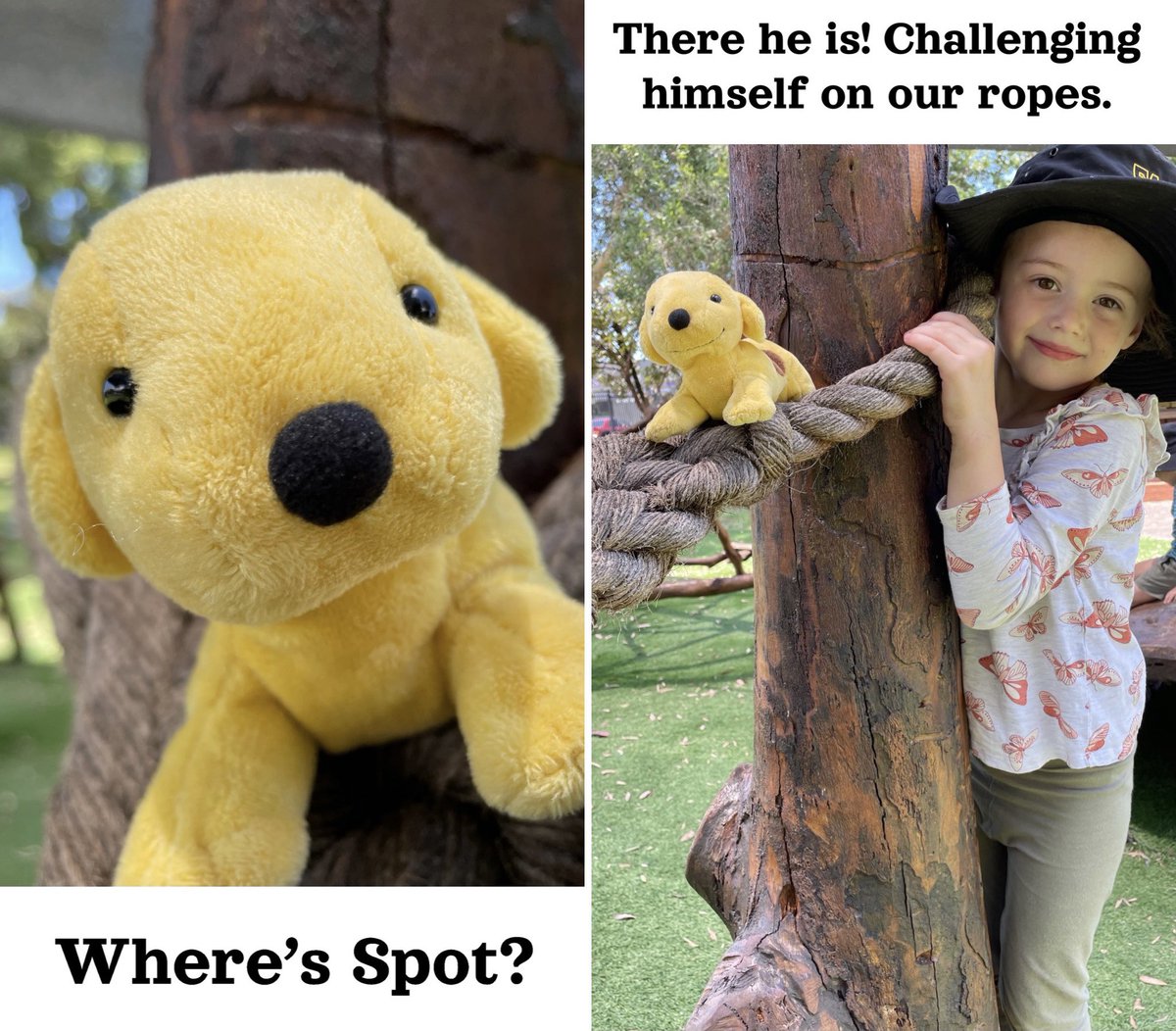 Luci_May11's tweet photo. Where’s Spot? A special Fairy Meadow Demonstration School Preschool edition posted to Seesaw to help build excitement as we transition our newest little learners into our space next week 💛🐶 #FMDS #TeamPreschool #TwentyTwentyTwo #FindingSpotAtPreschool https://t.co/Qx9OMmgtKQ