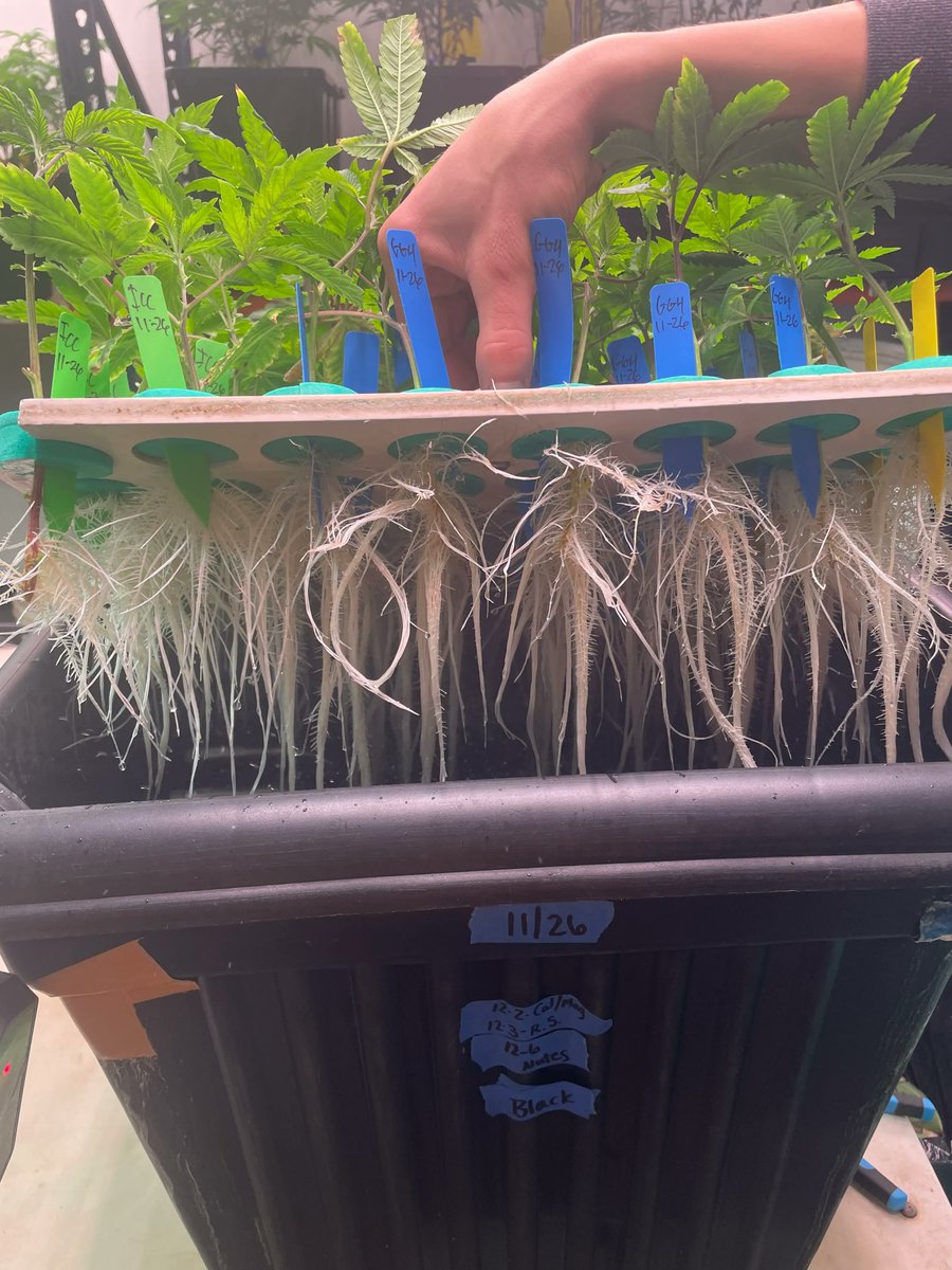 NaturaleafCOS's tweet photo. We're Back at it with a new drop of clones!!! Check out your favorite store for a new selection on strains!!! #cleangreen #Cannabiscommunity #growershelpinggrowers #coloradmeds #420friendly https://t.co/4P2iJrCJaX
