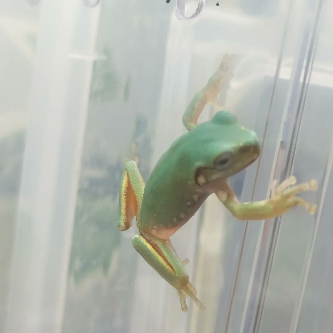 イエアメガエルスノーフレーク Twitter Search Twitter