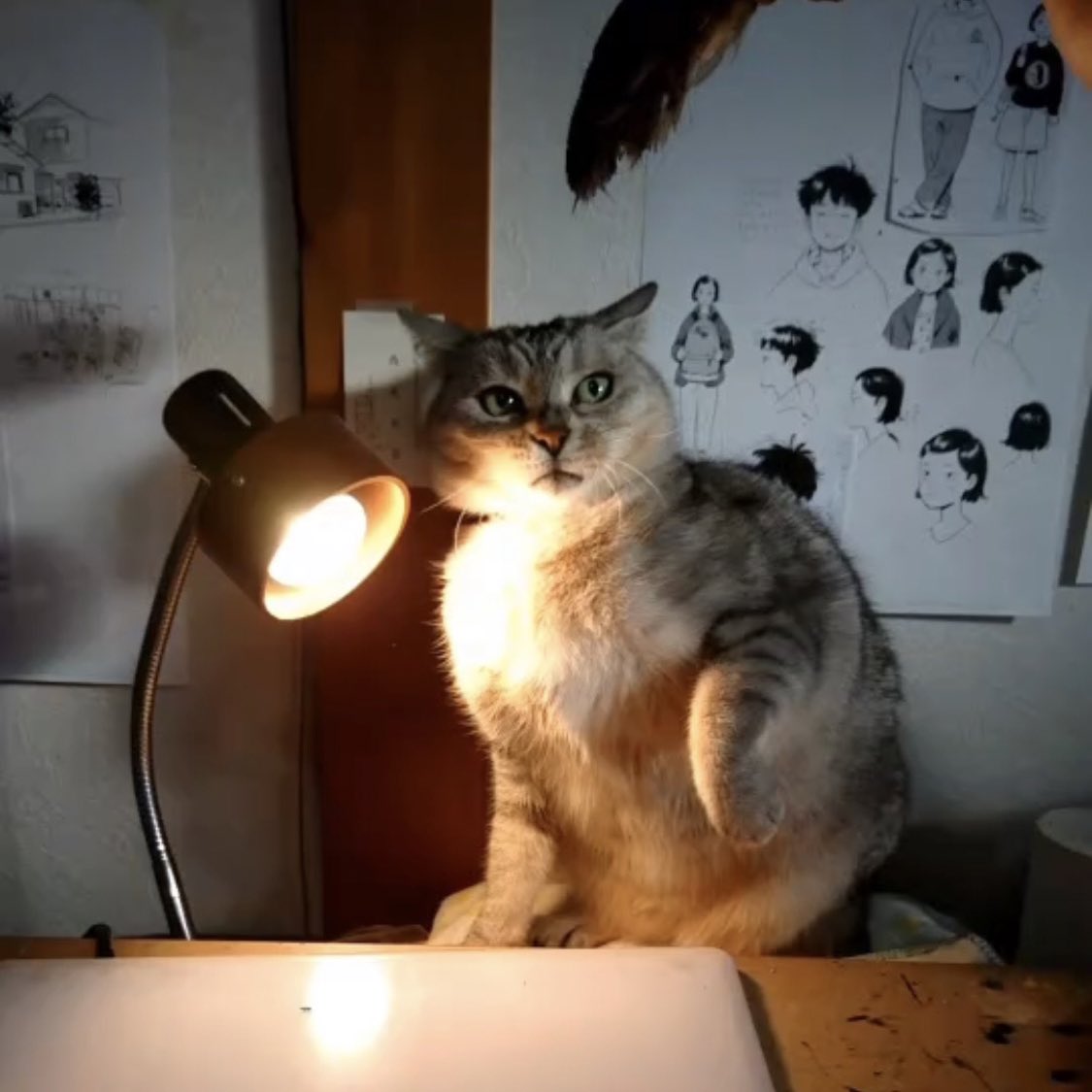時々思い出したかのように遊ぶ猫① 
