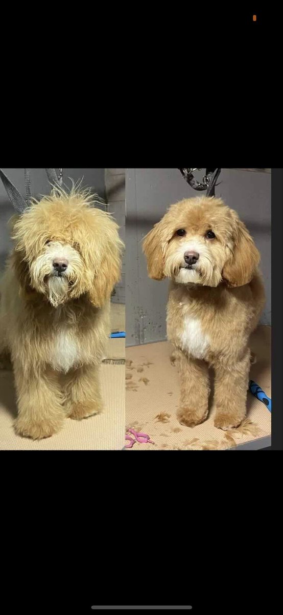 AmandaA77's tweet photo. When your puppy is off her absolute rocker to the point that you’re losing your mind, then you realise she’s Boris’s double. Coincidence? I think not 🤦🏻♀️🤣 @rickygervais #RubyTheRascal https://t.co/u8ygmz2JhZ