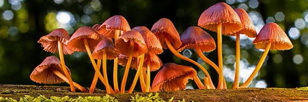 FOLLOW ME and turn on my notifications for daily gain 🍄🍄
LIKE 👇🏻 if you have my notifications on!