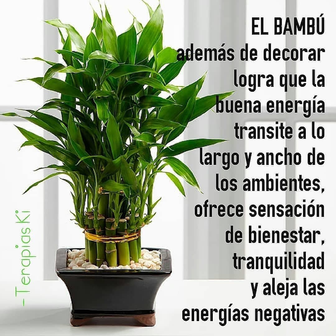 TerapiasKi's tweet photo. EL BAMBÚ es mi favorita.
Además de decorar ambientes también se ha hecho popular por atraer las buenas energías, ofrece sensación de bienestar, tranquilidad y aleja las energías negativas.
#PlantasMagicas
#SaludEmocional
#PazInterior
#SaludFamiliar https://t.co/vc6aQCnaLB