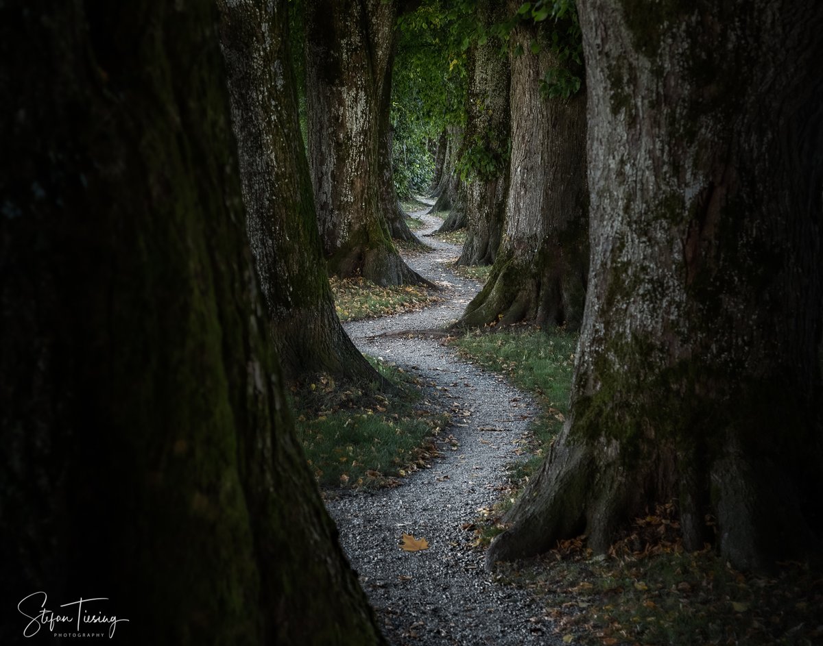 bin_angeknipst's tweet photo. 📷 Steindl-Allee am #Kogl

Dieser Moment, wenn jemand vor Ort erzählt, die Oma hat die Bäume der Allee vor 130 Jahren eigenhändig mitgepflanzt.
Mehr im Blog: https://t.co/SmMjxzEax4

#alley #bavaria #germany #holzkirchen #koglallee #landscapephotography #steindlallee #steindlweg https://t.co/KkpdgonTJT