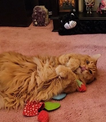 "A rose by any other name would smell as sweet
Duncan MacMouser 
#mainecooncats #mainecoon 
#catsofInstagram #catslife
#gingercat #tabbycat 
#blacksmokecat #blackcat 
#tabbycat  #classicredtabby
#catofday  #bestmeows 
#duncanmacmouser
#chewy #arosebyanyothernamewouldsmellassweet