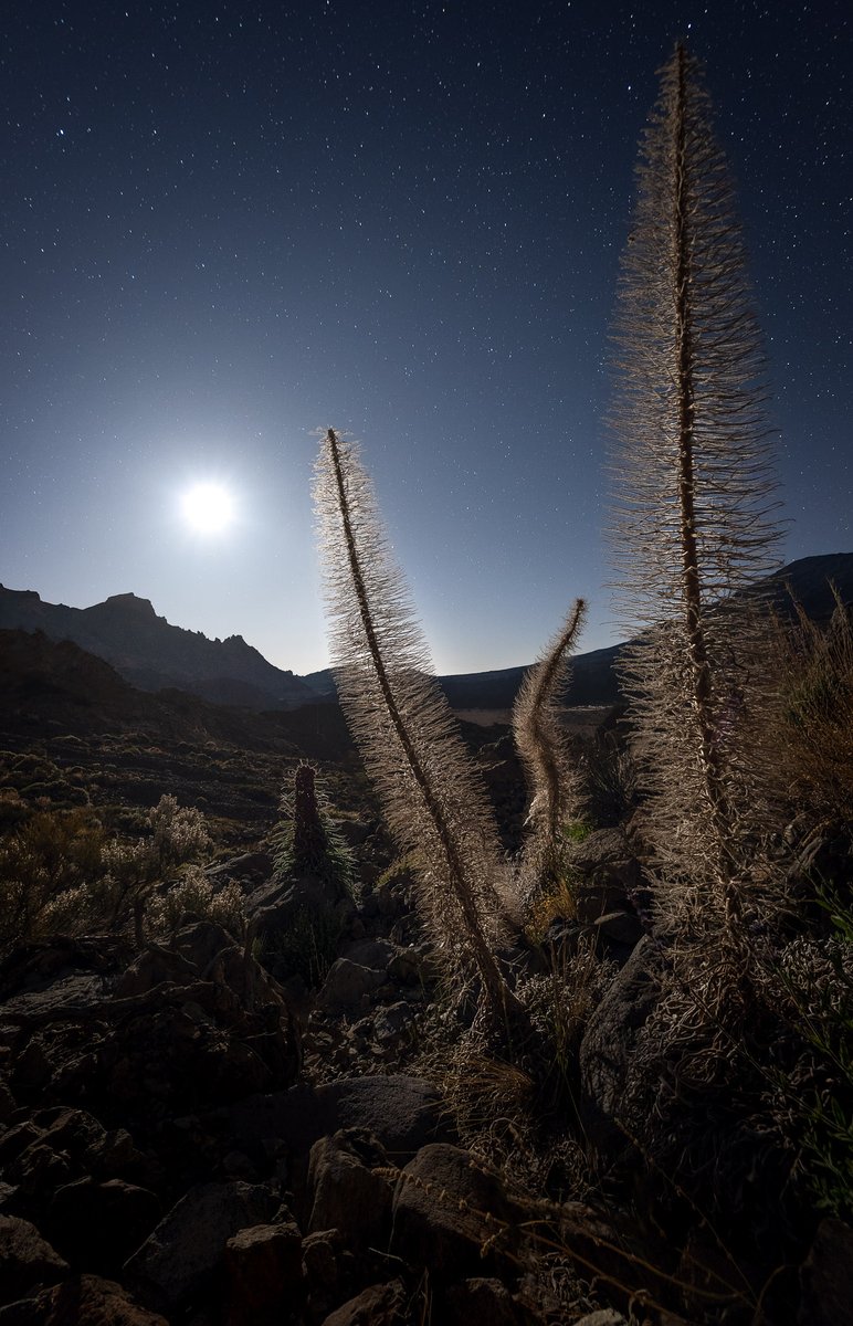 I just uploaded a new tutorial to YouTube teaching you how to focus stack at night and get amazingly sharp images from front to back (youtu.be/KLbgl7fZmgc) 🌌 Images of Tajinaste plants in Tenerife, Canary Islands 🌍