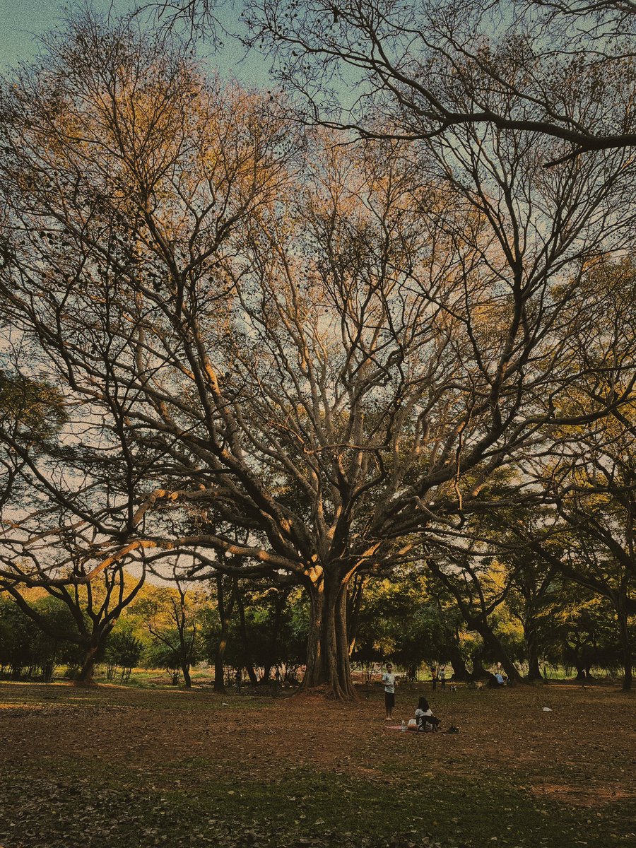 Joven Roy tweet media