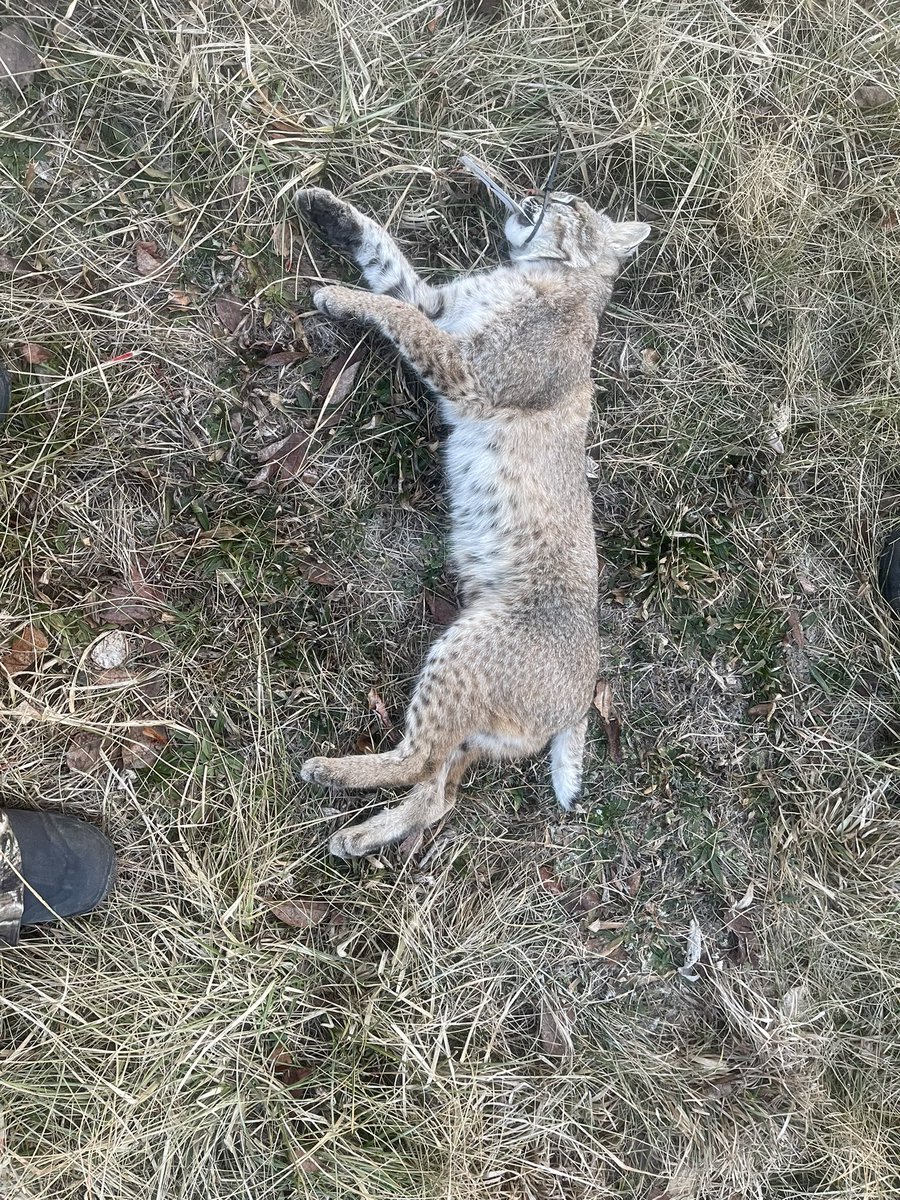 BeardedTeach87's tweet photo. Kitty cat down! #PredatorHunt #Foxpro @FOXPROInc https://t.co/9BtfjFt7DW