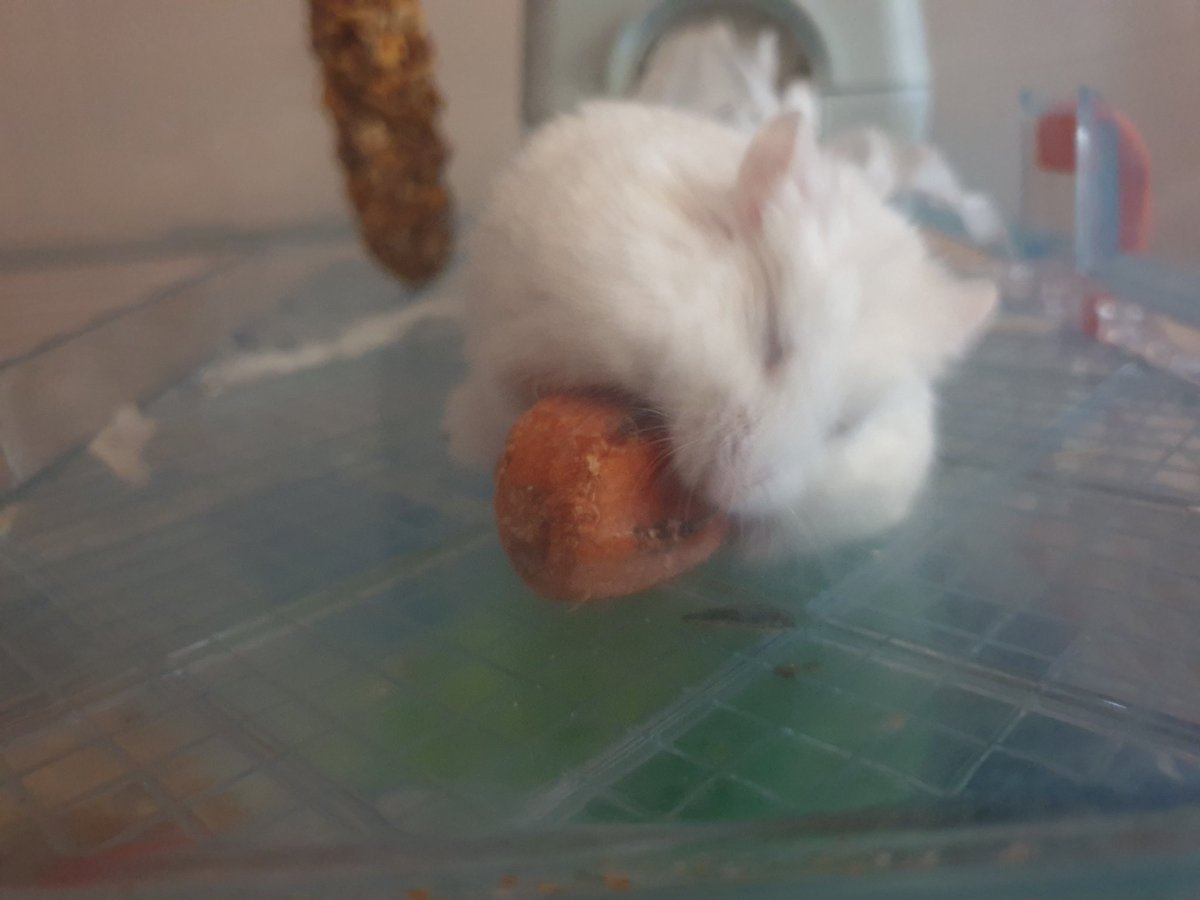 hamsterUpdate's tweet image. Nom