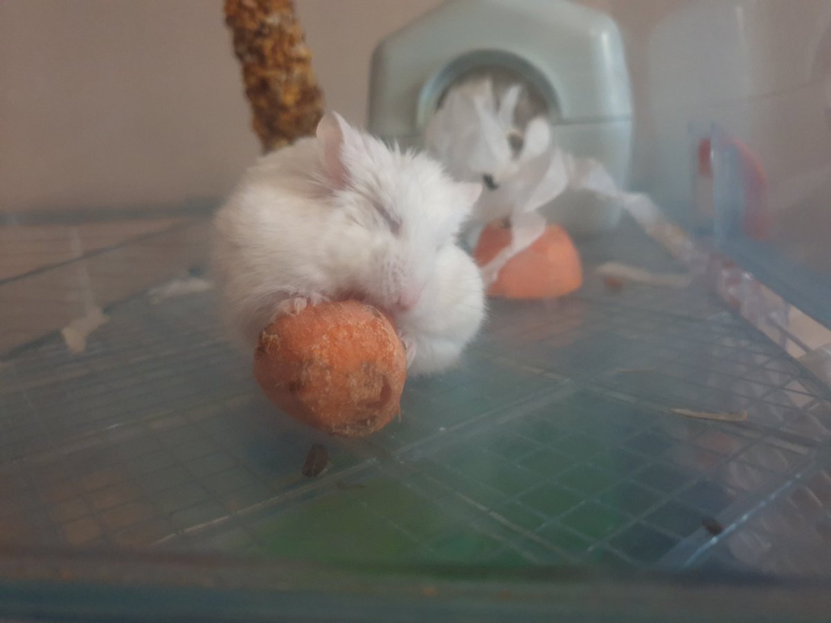 hamsterUpdate's tweet image. Nom