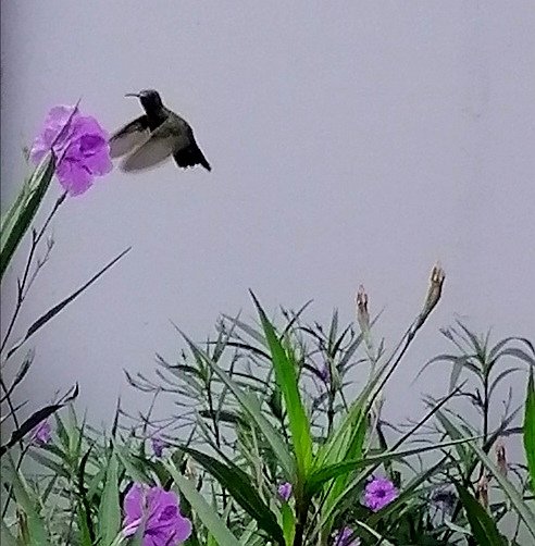 Mario Invernizzi tweet media