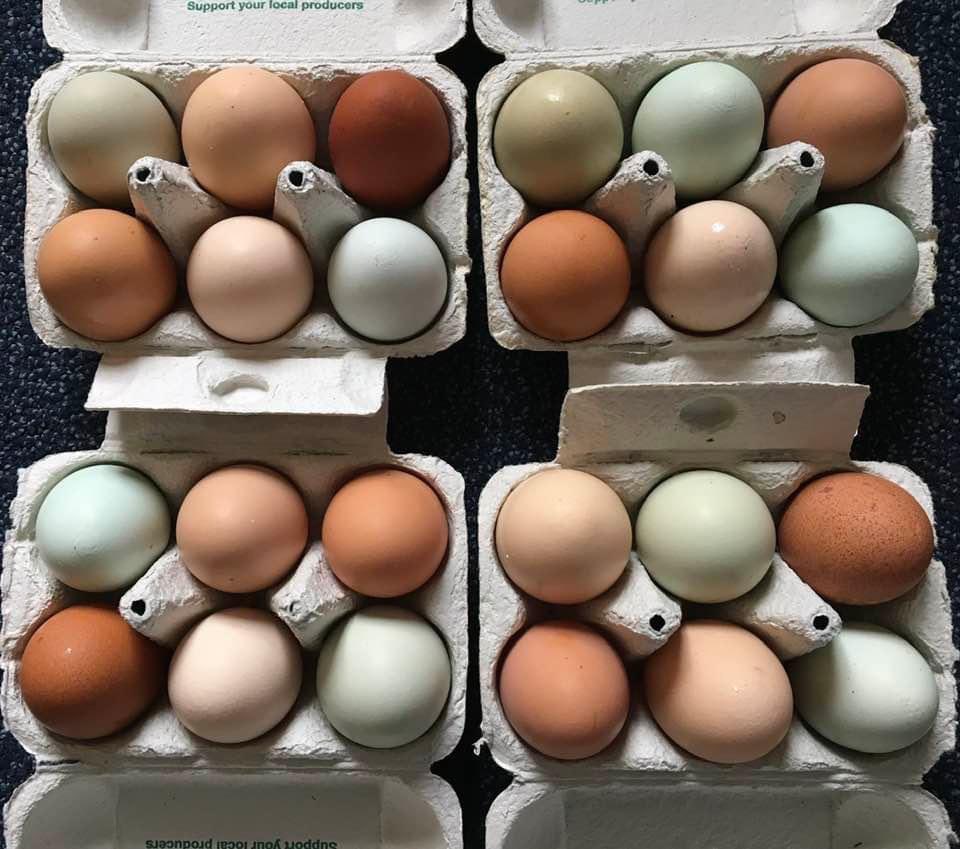 Sark_Events's tweet photo. Breaking news 🐣
🐓 Sark hedge eggs are back!
#sarkisland #sarkfresh #eggtastic https://t.co/O4ZmjCp5R1