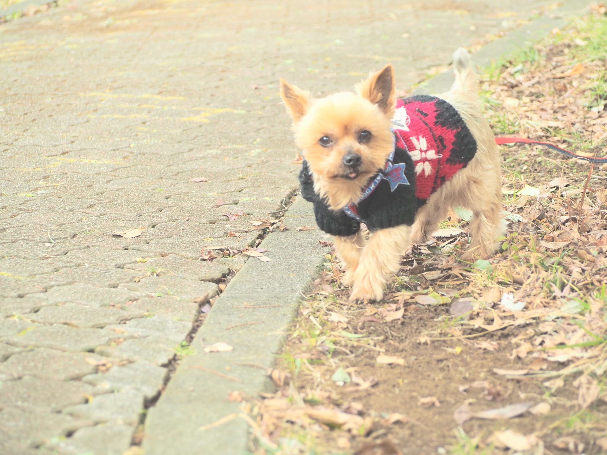 もち 最近写真が上手くなりたくて犬を撮ってるんだがうちの犬散歩中は呼んでも全然反応しないし好き勝手に動くから全然上手く撮れない ὤ T Co Tdevbold3z Twitter