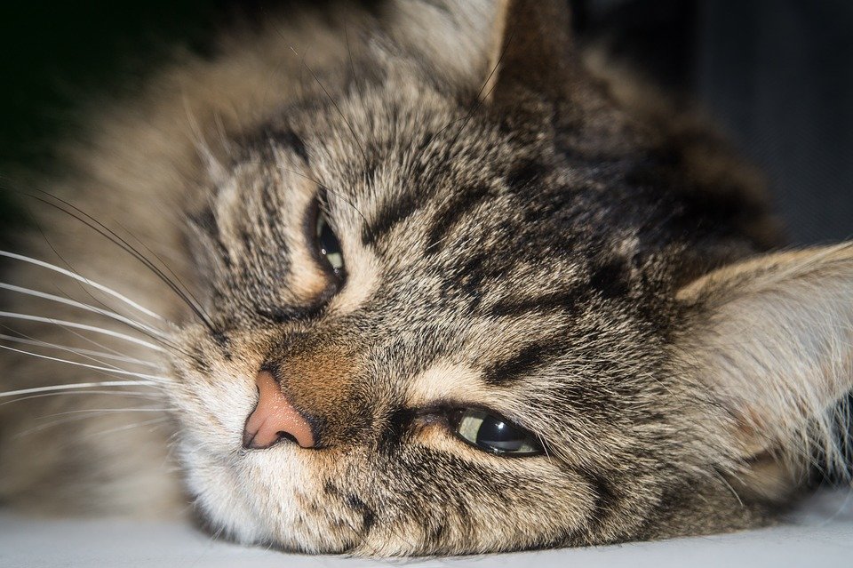 Suikerziekte bij uw #huisdier, herken de symptomen: ow.ly/E9q330s82kC #suikerziekte #dierenlot