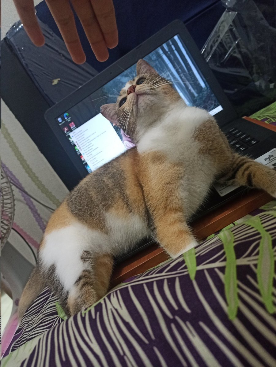ibukoceng's tweet photo. Foto terakhir main sm Berry 🥲
Sehat2 yaa berry sm pawrents yg skrg🥺❤️
I'll miss you so so so mucchhh https://t.co/wL3t5xJbrw
